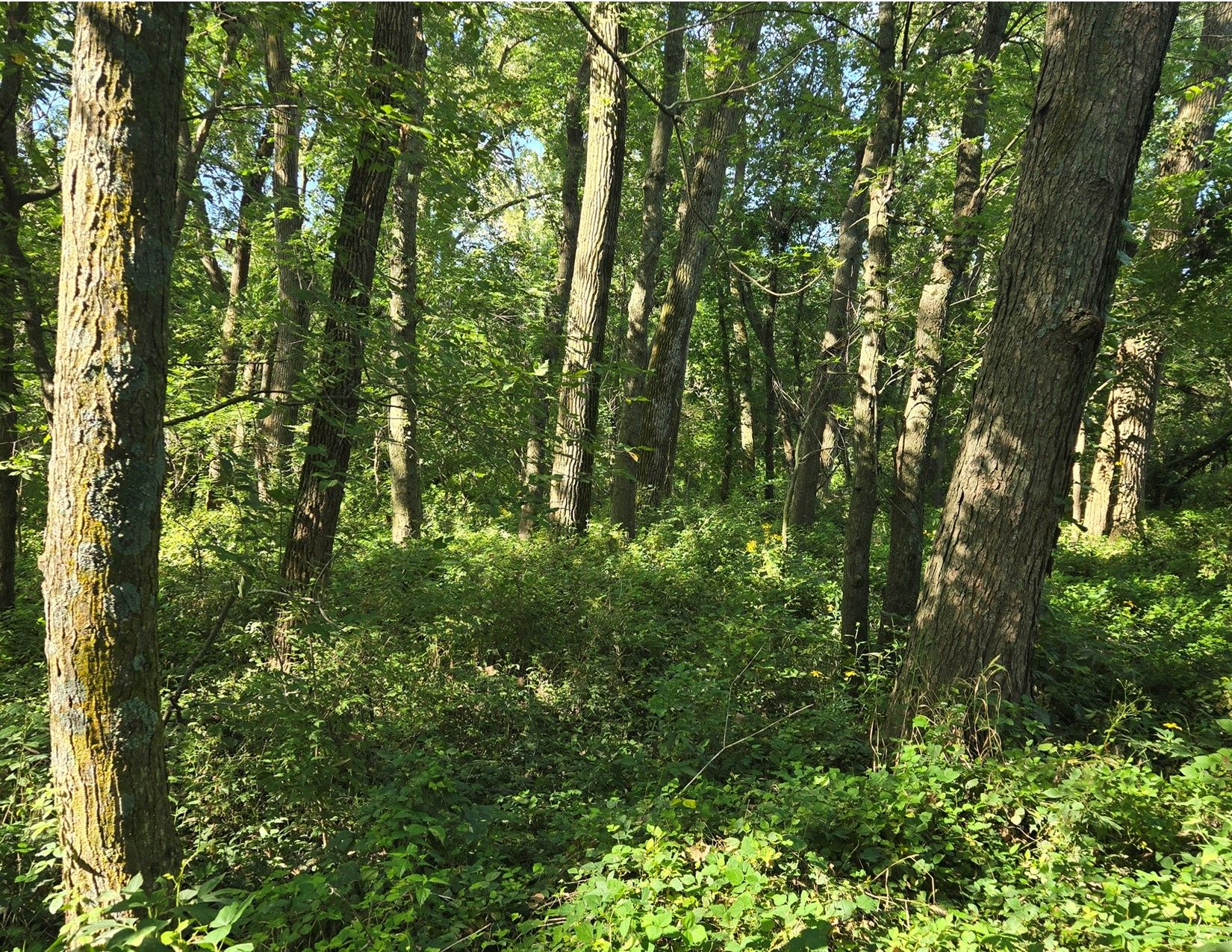 Listing Photo: 1066 Co Rd S56, Wayne County, Iowa